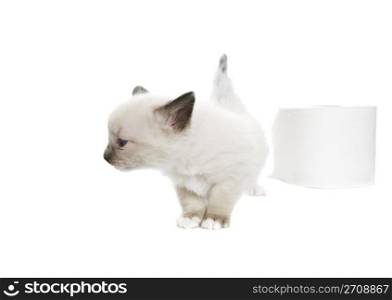 A purebred, Snowshoe Lynx-Point Siamese kitten turns her nose up at toilet paper that isn&rsquo;t soft enough. Room for copy.