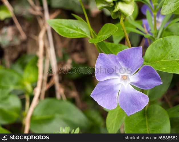 a purple and white flower head up close and isolated macro with green leaves behind and plants out of focus bokeh in spring day light color