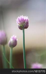 A purple, chive flower glows in spring sunlight in a herb garden.. Glowing Chive Flower 