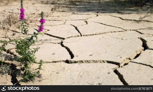 a purple flower blooming from an extremely dry, cracked ground