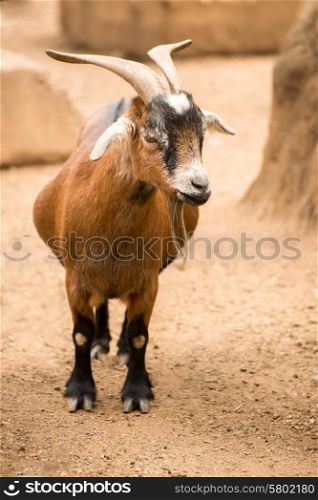 A pygmy goat stands in her dusty sandy pen on a farm.