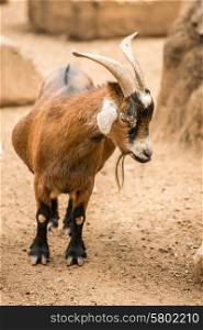 A Pygmy goat stands on her own in the goats enclosure.