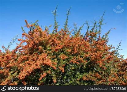 A Pyracantha bush laden with berries
