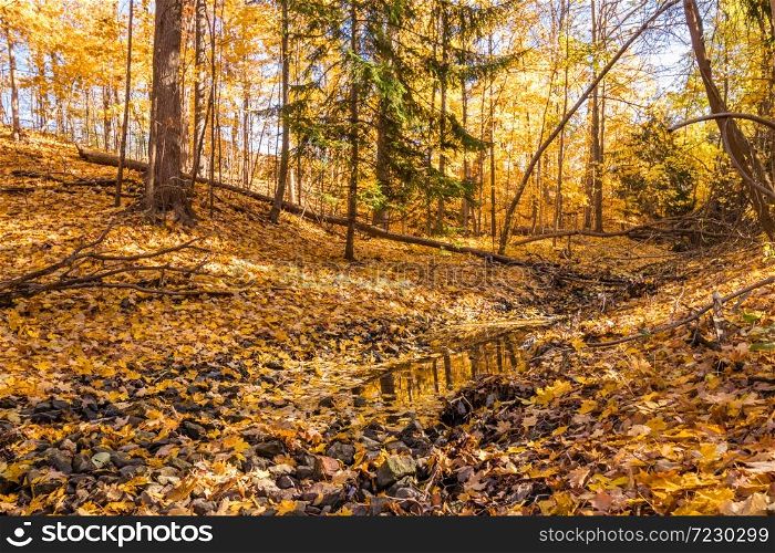 A quiet golden forest during the Fall season in Canada