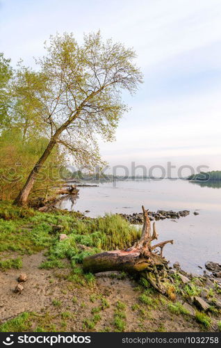 A quiet view of the Dniper river soon at dawn with a big poplar and dead tree trunks