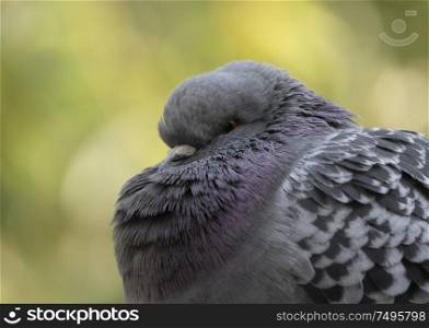 A racing pigeon poses in front of the lens of the camera