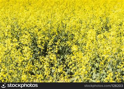 A Rapeseed field with blue sky