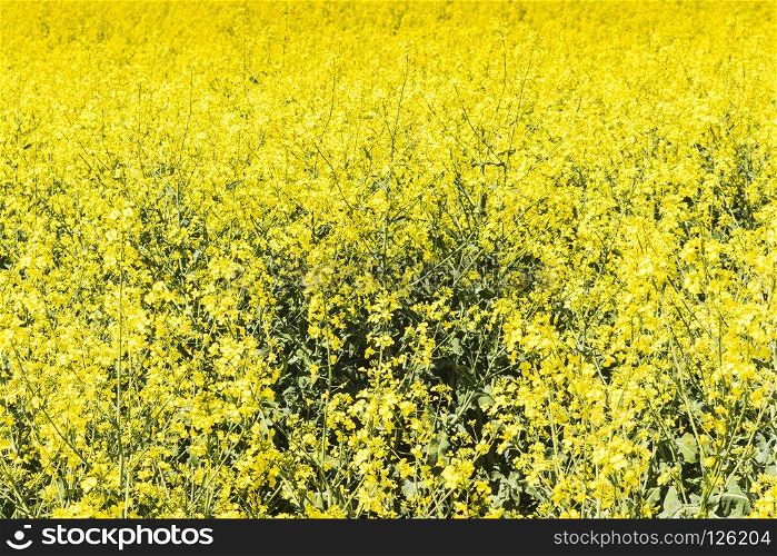 A Rapeseed field with blue sky