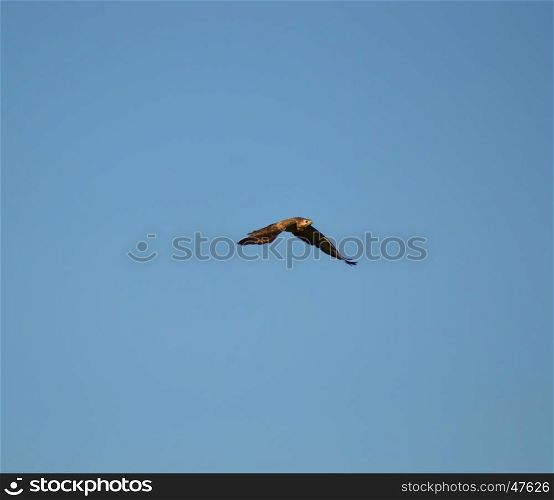 A raptor in flight in a blue sky in Belgium