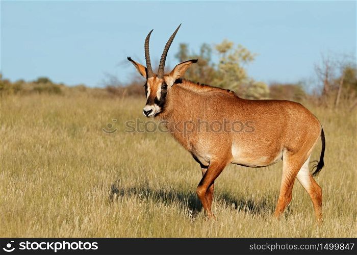 A rare roan antelope (Hippotragus equinus) in natural habitat, South Africa