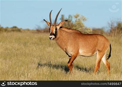 A rare roan antelope (Hippotragus equinus) in natural habitat, South Africa
