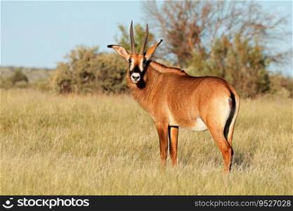 A rare roan antelope  Hippotragus equinus  in natural habitat, South Africa 