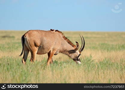 A rare roan antelope (Hippotragus equinus) in open grassland, Mokala National Park, South Africa
