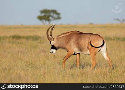 A rare roan antelope  Hippotragus equinus  in open grassland, Mokala National Park, South Africa 