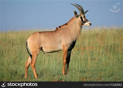 A rare roan antelope (Hippotragus equinus) standing in grassland, South Africa. Roan antelope