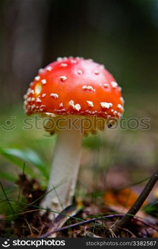 A red and white mush - Fly Amanita. Poisonous and hallucinogenic