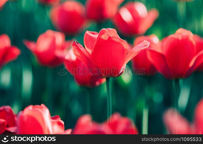 A red beautiful tulip in bloom standing out of the field of soft focused red tulips. Blurred foreground and background. Wallpaper concept