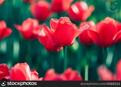 A red beautiful tulip in bloom standing out of the field of soft focused red tulips. Blurred foreground and background. Wallpaper concept