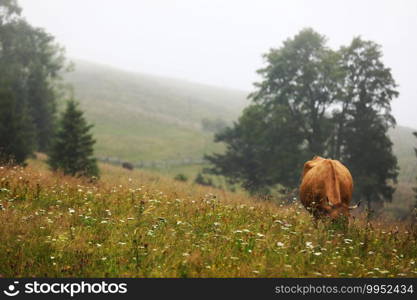 A red cow grazes in a summer meadow with mountains in the background. year of the bull. rural farm in the mountains. cattle grazing. A red cow grazes in a summer meadow with mountains in the background. year of the bull. rural farm in the mountains. cattle grazing.