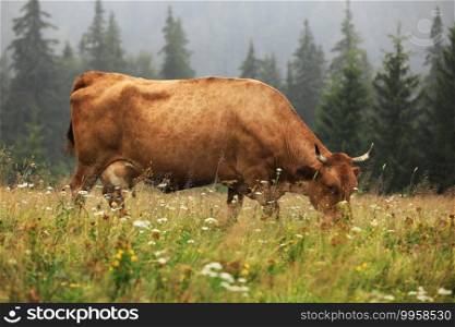 A red cow grazes in a summer meadow with mountains in the background. year of the bull. rural farm in the mountains. cattle grazing. A red cow grazes in a summer meadow with mountains in the background. year of the bull. rural farm in the mountains. cattle grazing.