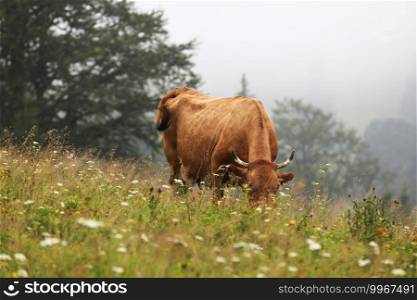 A red cow grazes in a summer meadow with mountains in the background. year of the bull. rural farm in the mountains. cattle grazing. A red cow grazes in a summer meadow with mountains in the background. year of the bull. rural farm in the mountains. cattle grazing.