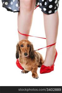 A red dachshund on a leash, tangled around his owner?s legs. Shot on white background.
