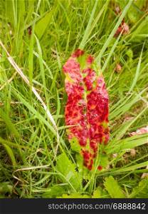 A Red Diseased and Dead Leaf in the Grass Wet During Spring