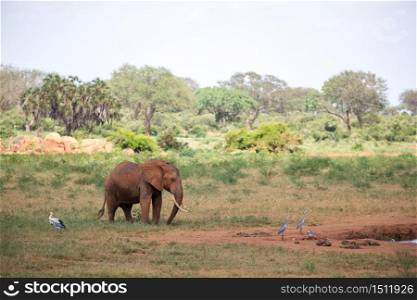 A red elephant is walking in the savannah of Kenya. One red elephant is walking in the savannah of Kenya