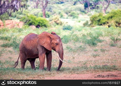 A red elephant is walking in the savannah of Kenya. One red elephant is walking in the savannah of Kenya