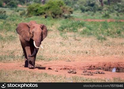 A red elephant is walking in the savannah of Kenya. One red elephant is walking in the savannah of Kenya