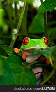 A red eyed tree frog peeking out of her hiding place in the leaves.