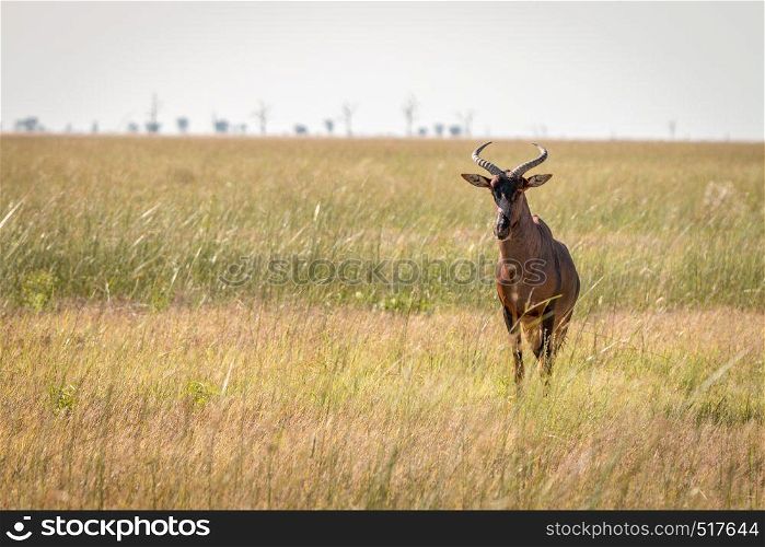 A Red hartebeest standing in the grass in the Chobe National Park, Botswana.
