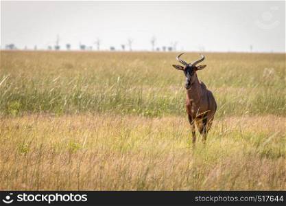 A Red hartebeest standing in the grass in the Chobe National Park, Botswana.