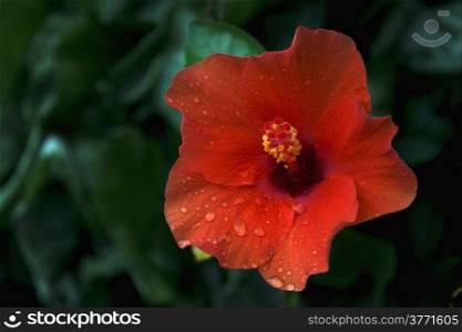 A Red Hibiscus