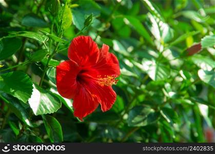 a red hibiscus flower