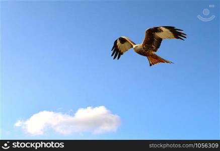 A Red Kite in flight on the blue sky.