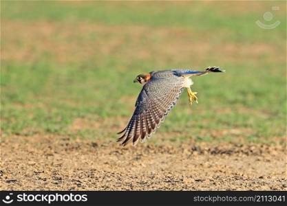 A red-necked falcon (Falco chicquera) in flight, Kalahari desert, South Africa