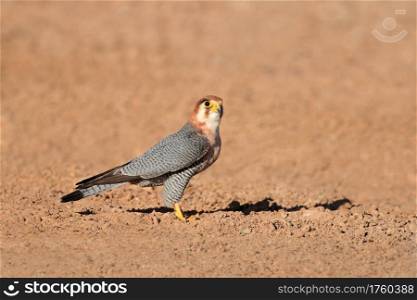 A red-necked falcon (Falco chicquera) sitting on the ground, Kalahari desert, South Africa