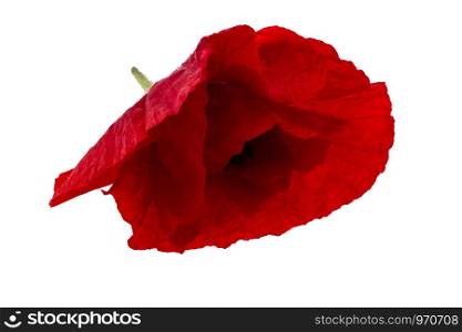 A Red Poppy on a white background