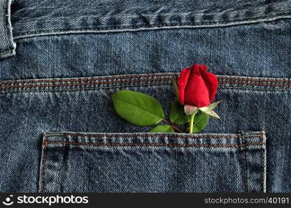 A red rose sticking out of a back pocket of a denim jean