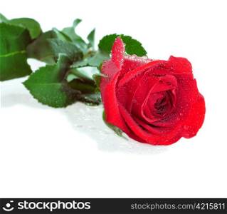 a red rose with water drops