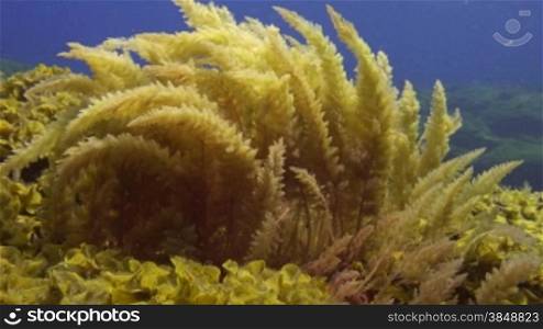 A Red Seaweed moves from left to the right effected by water motion.