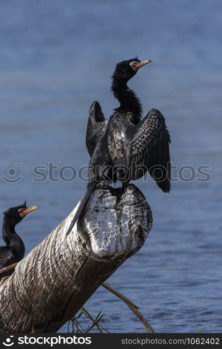 A Reed Cormorant (Phalacrocorax africanus) drying its wings. The Chobe River in Botswana, Africa.