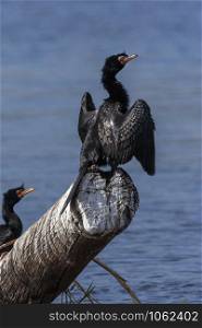 A Reed Cormorant (Phalacrocorax africanus) drying its wings. The Chobe River in Botswana, Africa.