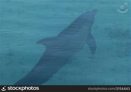 A reef shark swimming close to the water surface, Moorea, Tahiti, French Polynesia, South Pacific