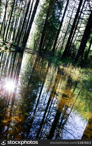 A reflection in the forest with a shallow pool of water.