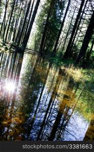 A reflection in the forest with a shallow pool of water.