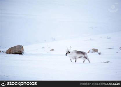 A reindeer in it&rsquo;s natural habitat. Spitsbergen Island, Svalbard, Norway