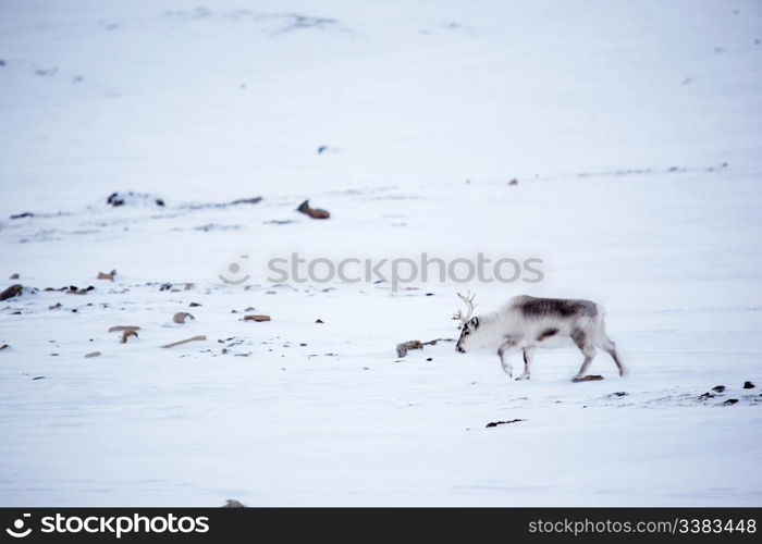 A reindeer on the island of Spitsbergen, Svalbard, Norway