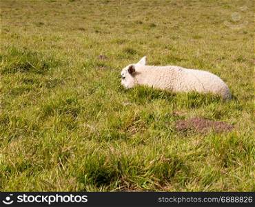 a resting head down little lamb sheep in the spring on a field on its own